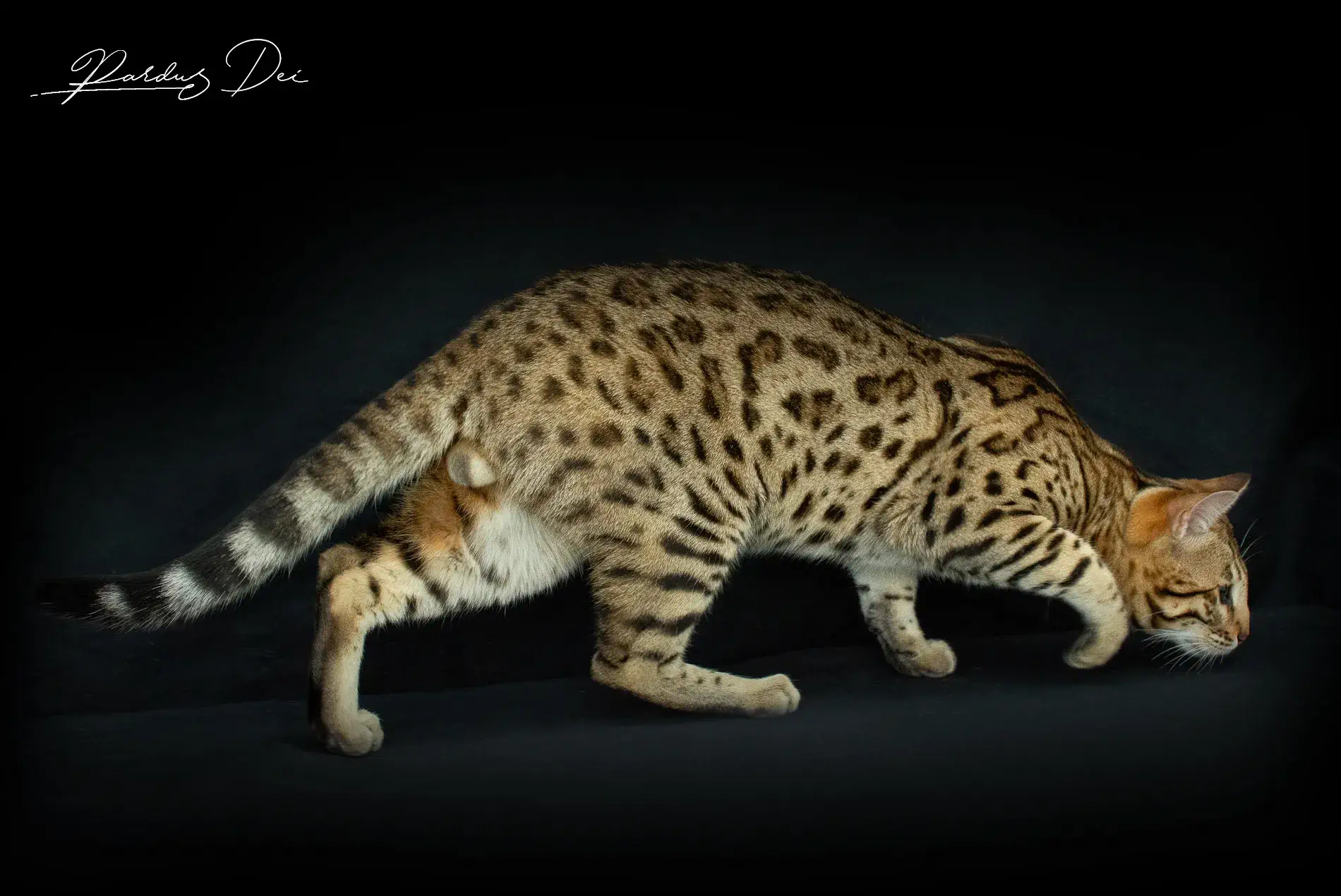 chaton bengal